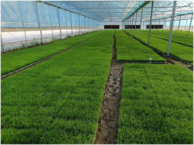 石台工厂化育秧 科技助力农业，育出“好苗头”，迈向绿色生产新篇章